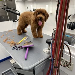 Woof Woof Mobile Pet Services