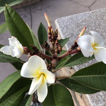 Upland Nursery - Nurseries & Gardening Near Me - Orange, California