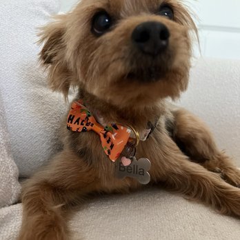Sunny Days Mobile Grooming - Pet Groomers Near Me Sunny Days Mobile Grooming - Pet Groomers Near Me