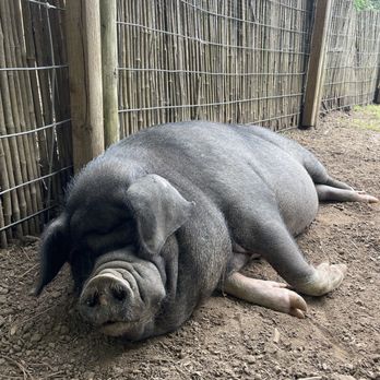 The Art Barn - Billy the pig thinks he's a dog - Kids Activities Near Me - Canton, Georgia