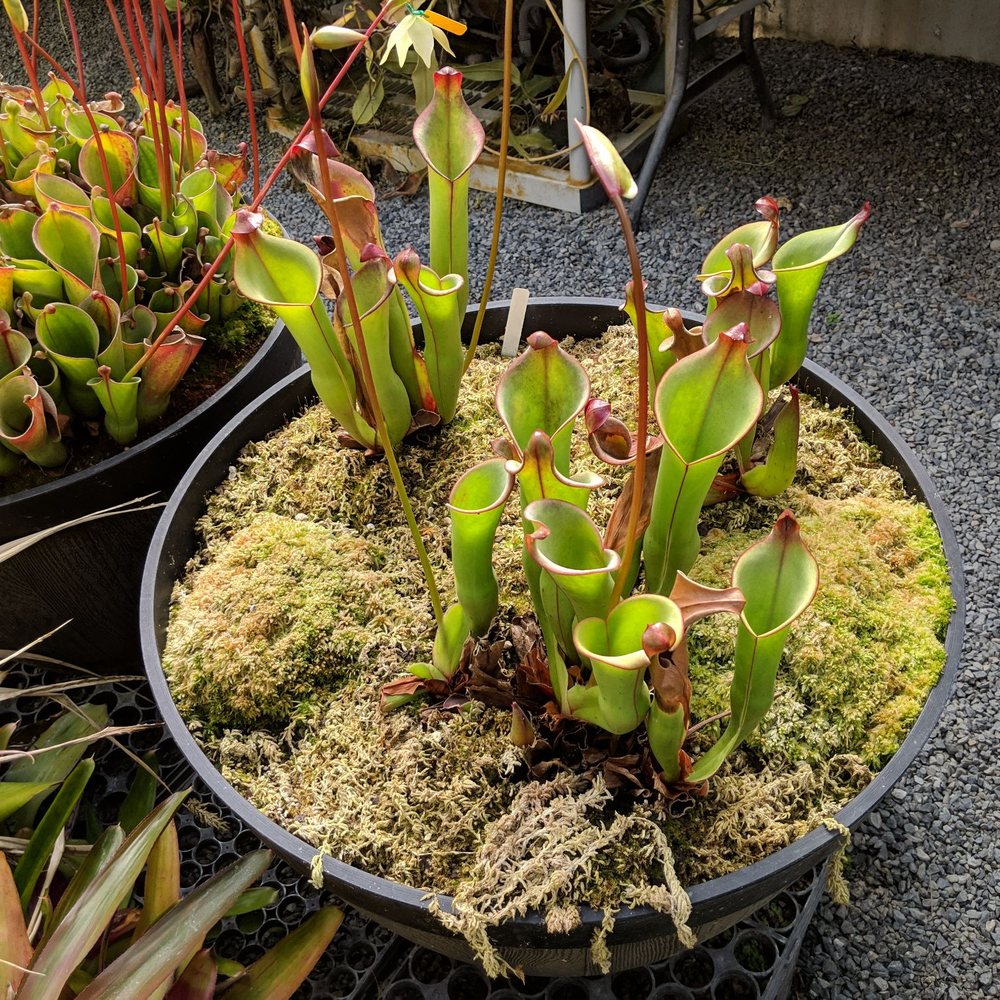 California Carnivores - Nurseries & Gardening Near Me - Sebastopol, California California Carnivores - Nurseries & Gardening Near Me - Sebastopol, California