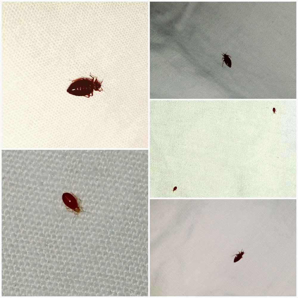 Econo Lodge Inn & Suites - BED BUG INFESTATION!!! - Hotels Near Me - Canandaigua, New York Econo Lodge Inn & Suites - BED BUG INFESTATION!!! - Hotels Near Me - Canandaigua, New York