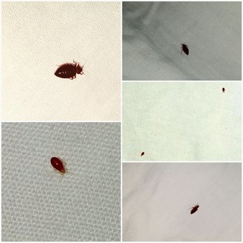 Econo Lodge Inn & Suites - BED BUG INFESTATION!!! - Hotels Near Me - Canandaigua, New York