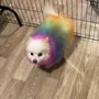 Photo of Wag N' Wash Natural Pet Food & Grooming