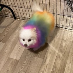 Wag N' Wash Natural Pet Food & Grooming - This handsome boy came in for a dye job with Leslie