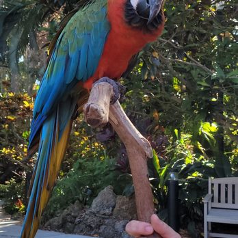 Sunken Gardens - Nurseries & Gardening Near Me - Saint Petersburg, Florida Sunken Gardens - Nurseries & Gardening Near Me - Saint Petersburg, Florida