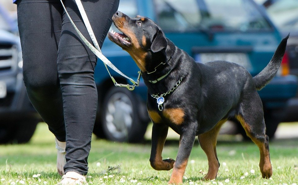 Adventure Trails Dog Camp Image