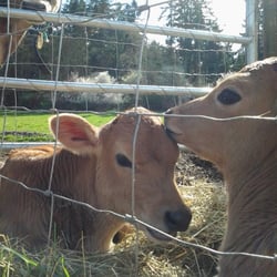 Moonstruck Organic Cheeses - This year's heifer calves, Gracie and Liza, having a cuddle.