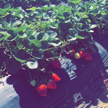 Froberg's Farm - Rows of strawberries - Pick Your Own Farms Near Me - Alvin, Texas Froberg's Farm - Rows of strawberries - Pick Your Own Farms Near Me - Alvin, Texas