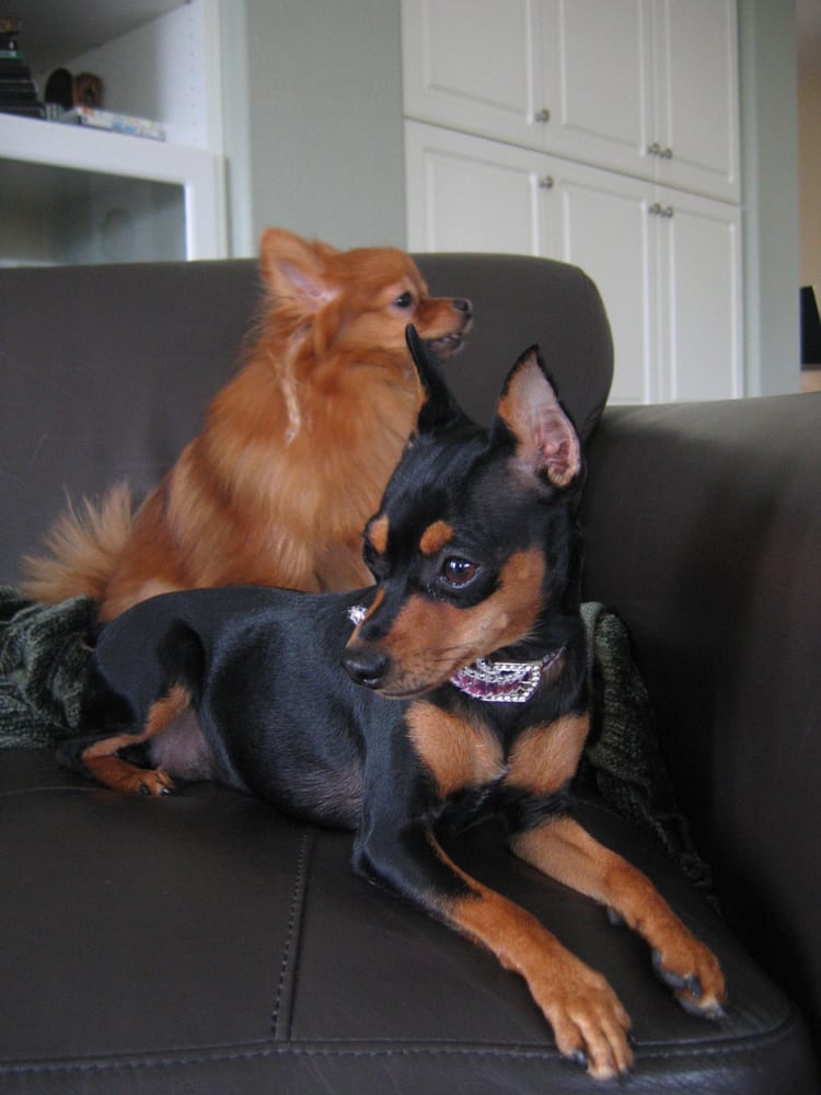 BEST FRIENDS FOREVER PET CARE Updated September 2024 11 Photos