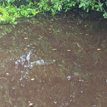 Corey Billie's Airboat Rides - More gators! - Boat Tours Near Me - Collier, Florida Corey Billie's Airboat Rides - More gators! - Boat Tours Near Me - Collier, Florida