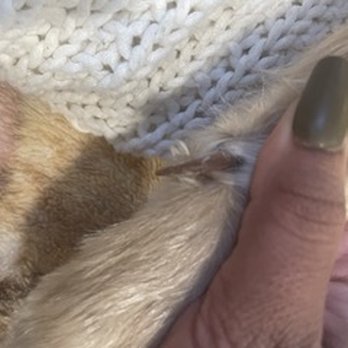 Paw Spa - Left dewclaw - Pet Groomers Near Me - Alexandria, Virginia