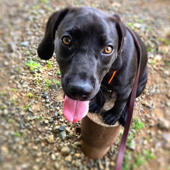 Dogs Unleashed K9 Training - Pet Training Near Me