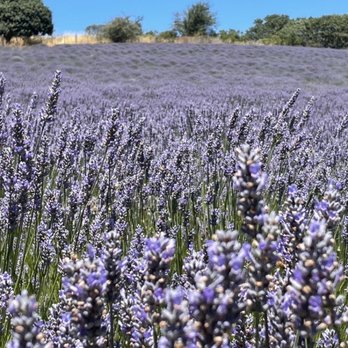 Monte-Bellaria Di California - Gorgeous vistas, I am not a photographer so you will have to see for yourself!! - Farms Near Me - Sebastopol, California Monte-Bellaria Di California - Gorgeous vistas, I am not a photographer so you will have to see for yourself!! - Farms Near Me - Sebastopol, California