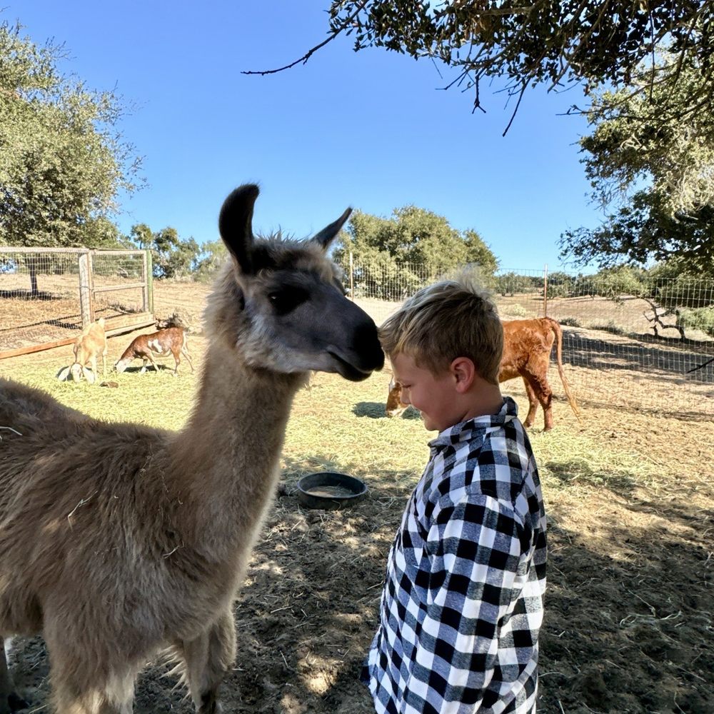 Zaca Creek Ranch - Llama Kisses - Ranches Near Me Zaca Creek Ranch - Llama Kisses - Ranches Near Me