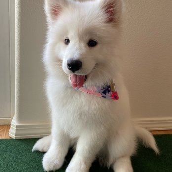 Glow Up Grooming - Pet Groomers Near Me - Anchorage, Alaska