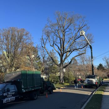 Old Village Tree Service - Tree Services Near Me - Mineola, New York Old Village Tree Service - Tree Services Near Me - Mineola, New York