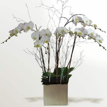 CSI Orchids - Elegant Arrangement made by Jacqueline for a local law office - Florists Near Me - North Palm Beach, Florida CSI Orchids - Elegant Arrangement made by Jacqueline for a local law office - Florists Near Me - North Palm Beach, Florida