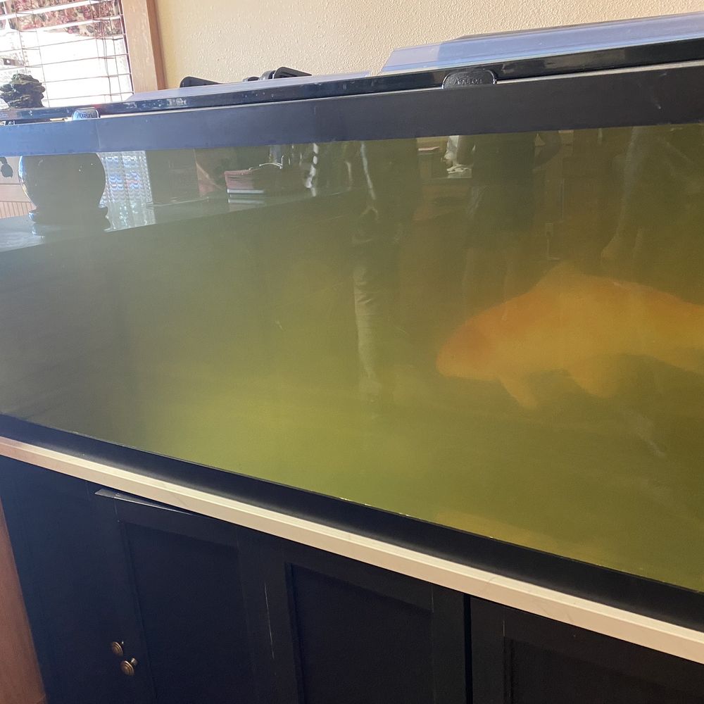 a fish in a fish tank a fish in a fish tank