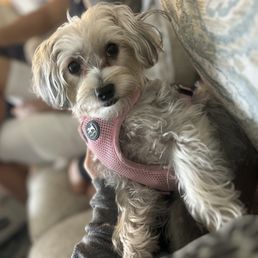 Our sweet Harley! Our sweet Harley!