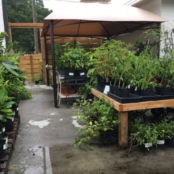 The Hive - More plants! - Art Classes Near Me - Saint Petersburg, Florida