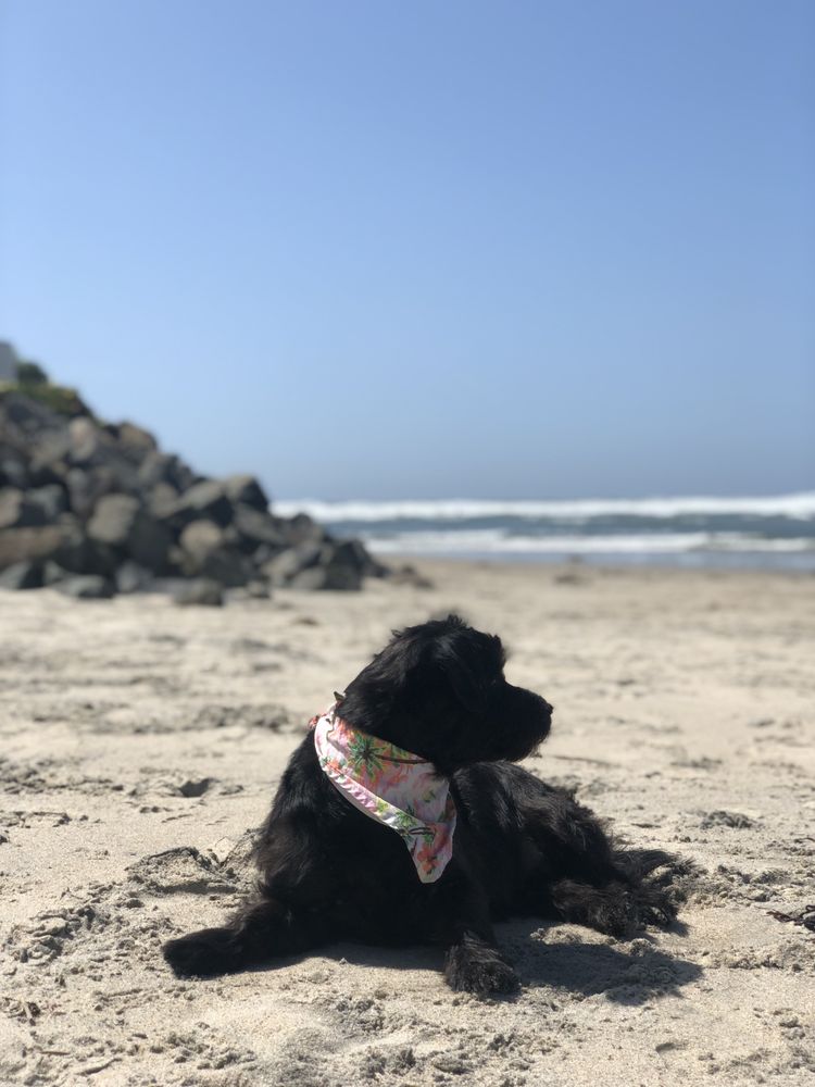 Del Mar Dog Beach 667 Photos & 352 Reviews Beaches Camino Del Mar