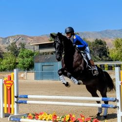 Pure Equus