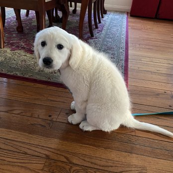 Furh Haven K 9 S - Pet Breeders Near Me - Weatherford, Texas