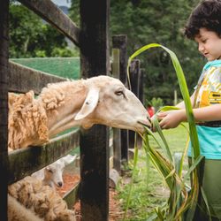 Fazendinha Estação Natureza Rio - Alimentar os animais