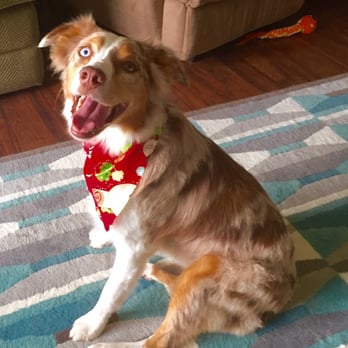 Wagging Tails Pet Resort - Zoey after her day at the spa - Pet Sitting Near Me - Tempe, Arizona