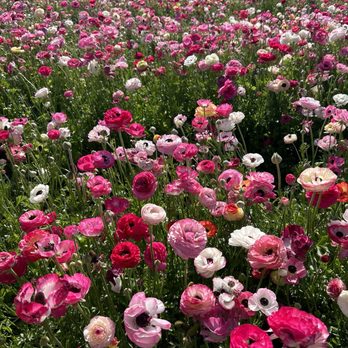 The Flower Fields - Venues & Event Spaces Near Me - Carlsbad, California