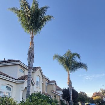 Vasquez Tree Specialists & Landscaping - Landscaping Near Me Vasquez Tree Specialists & Landscaping - Landscaping Near Me
