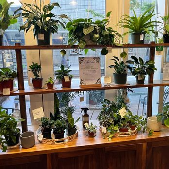 Verde Tribe Plant Shop - Nurseries & Gardening Near Me Verde Tribe Plant Shop - Nurseries & Gardening Near Me