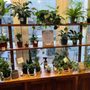 Photo of Verde Tribe Plant Shop