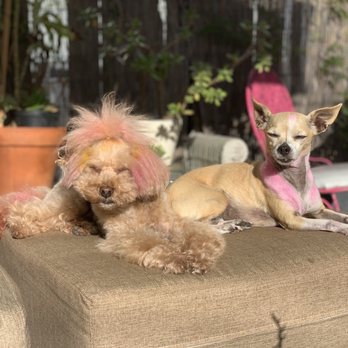 Dogue Spa - Jax & Lana , super Dogue fans - Pet Groomers Near Me - West Hollywood, California Dogue Spa - Jax & Lana , super Dogue fans - Pet Groomers Near Me - West Hollywood, California