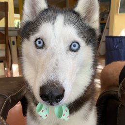 Gage's bow tie