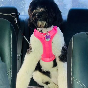 Riverwalk Pet Resort - My beautiful Berdoodle who gets groomed at Riverwalk Pet Resort. - Pet Groomers Near Me - Riverside, California
