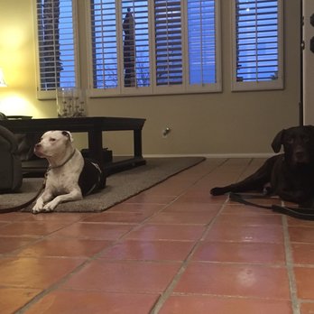 Innate Dog Training - Pet Training Near Me