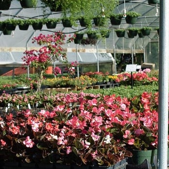 Spring Creek Nursery - a variety of flowers in a greenhouse - Landscaping Near Me - Collinsville, Texas Spring Creek Nursery - a variety of flowers in a greenhouse - Landscaping Near Me - Collinsville, Texas