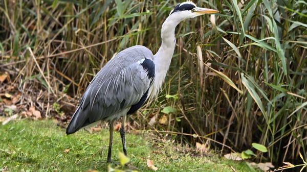 Botanical Garden by null Botanical Garden by null