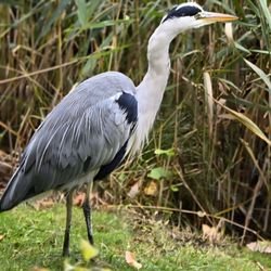 Botanisk Have - grey heron