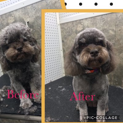 muddy mutts dog grooming