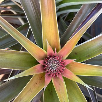 Maui Pineapple Tour - Tours Near Me - Makawao, Hawaii Maui Pineapple Tour - Tours Near Me - Makawao, Hawaii
