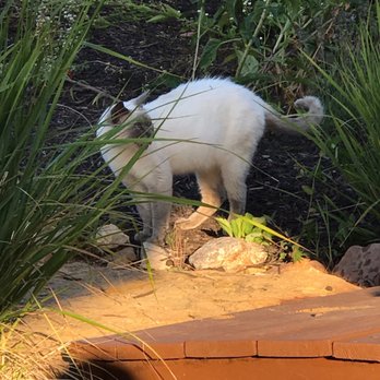 Jowler Creek Vineyard & Winery - Cat looking for scraps - Wine Tasting Room Near Me - Platte City, Missouri