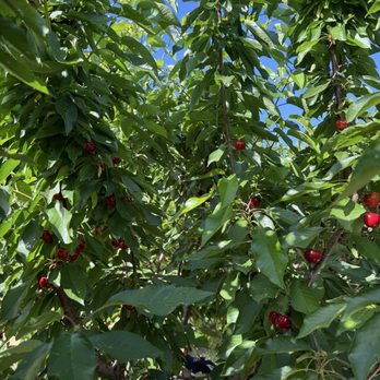 Sweet Lou's Cherries - Pick Your Own Farms Near Me - Brentwood, California Sweet Lou's Cherries - Pick Your Own Farms Near Me - Brentwood, California