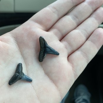 Caspersen Beach Park - 2 Shark Teeth! - Parks Near Me - Venice, Florida Caspersen Beach Park - 2 Shark Teeth! - Parks Near Me - Venice, Florida