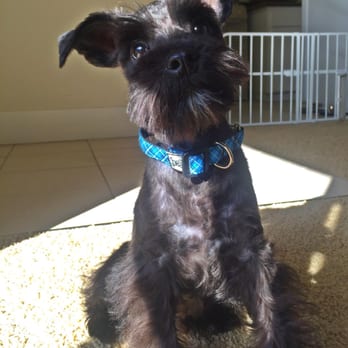 Paws Palace - Loomis' first grooming! - Pet Groomers Near Me - Santa Clara, California