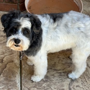 Furry Land - Lubbock - The bigger dog is 9 year old Paisley! The other is 3 year old Posey. Both miniature schnauzers. - Pet Groomers Near Me Furry Land - Lubbock - The bigger dog is 9 year old Paisley! The other is 3 year old Posey. Both miniature schnauzers. - Pet Groomers Near Me