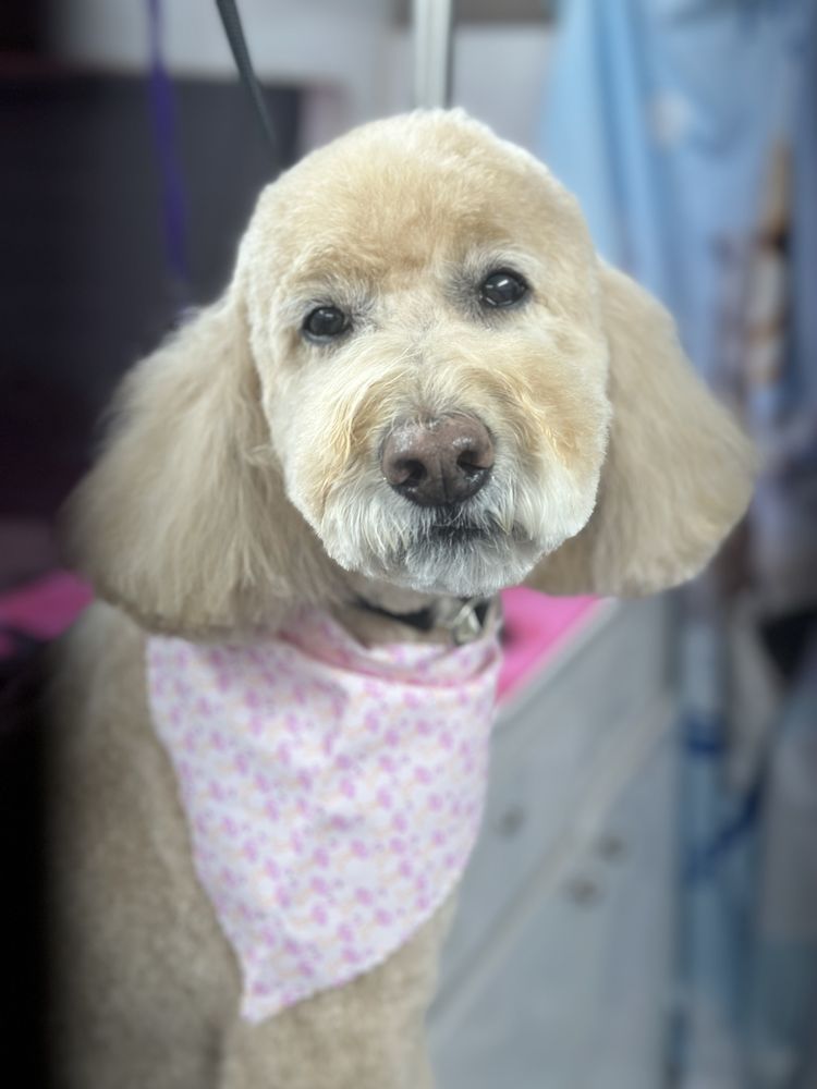 BARKS & BUBBLES Updated September 2024 19 Photos Monroeville