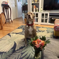 Dizzy and his get well flowers.